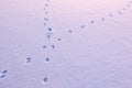 Animal tracks crossing on snow