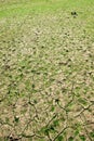 Animal Tracks in Dried Mud at a Low Water Reservoir Royalty Free Stock Photo