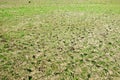 Animal Tracks in Dried Mud at a Low Water Reservoir Royalty Free Stock Photo