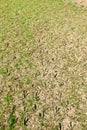 Animal Tracks in Dried Mud at a Low Water Reservoir Royalty Free Stock Photo