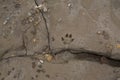 Animal tracks in dried mud Royalty Free Stock Photo