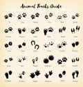 Animal tracks - foot print guide vector Royalty Free Stock Photo