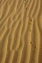 Animal Tracks in the Golden Desert Sands