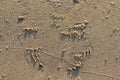 Animal tracks from the Harbour seal, Phoca vitulina, on the beach at Grenen, Denmark