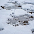 Animal tracks imprinted in fresh snow create a clear pattern across the ground Royalty Free Stock Photo