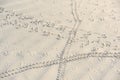 Animal tracks on the morning beach in Socotra, Yemen