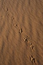 Animal Tracks in Sand,