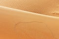 Animal tracks on sand dunes of the Arabian desert Royalty Free Stock Photo