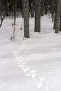 Animal Tracks in Snow