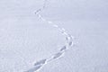 Animal Tracks in the Snow