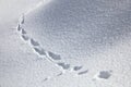 Animal Tracks In The Snow