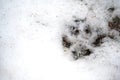 Animal tracks in the snow. Footprint of a predator in winter Royalty Free Stock Photo