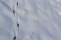 Animal tracks in the snow,hare tracks in winter in the snow Royalty Free Stock Photo