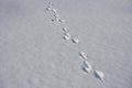 Animal tracks in the snow,hare tracks in winter in the snow Royalty Free Stock Photo