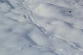 Animal tracks in the snow,hare tracks in winter in the snow Royalty Free Stock Photo