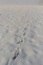 Animal tracks in the snow,hare tracks in winter in the snow Royalty Free Stock Photo