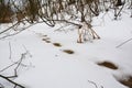 Animal Tracks in Snow in Melted Spring Snow.