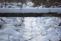 Animal tracks in the snow, under the fallen tree