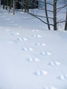 Animal tracks on white snow