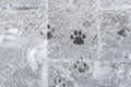 Animal tracks in the white snow. Wildlife