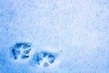 animal trail on fresh snow close-up