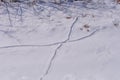 Animal Trails in Fresh Snow Royalty Free Stock Photo