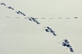 Animal trails in the snow Royalty Free Stock Photo