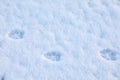 Animal trails on snow outdoors. Winter season Royalty Free Stock Photo