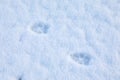 Animal trails on snow outdoors. Winter season Royalty Free Stock Photo