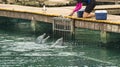 Animal trainer feeding dolphins on summer vacation Royalty Free Stock Photo