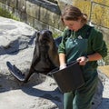 An animal trainer is feeding a sea lion