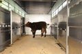 Animal transport, cows in a truck Royalty Free Stock Photo