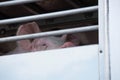 Animal transport pigs in a truck