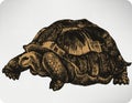 Animal turtle, hand-drawing. Vector illustration. Royalty Free Stock Photo