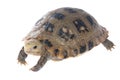 Animal turtle tortoise Royalty Free Stock Photo