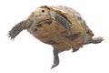 Animal turtle tortoise Royalty Free Stock Photo