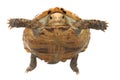 Animal turtle tortoise Royalty Free Stock Photo