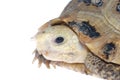 Animal turtle tortoise Royalty Free Stock Photo