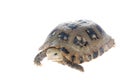 Animal turtle tortoise Royalty Free Stock Photo