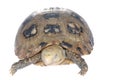 Animal turtle tortoise