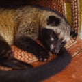 Kopi Luwak - animal Royalty Free Stock Photo