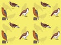 Falconry Red-Tailed Hawk Cute Cartoon Poses Seamless Wallpaper Background