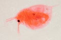 Animal water flea Royalty Free Stock Photo