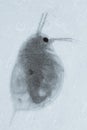 Animal water flea Royalty Free Stock Photo