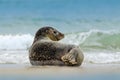 Animal in the water. Grey Seal, Halichoerus grypus, detail portrait in the blue water, wave in the background, animal in the natur