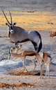 Animal at a water point in Etosha National Park Royalty Free Stock Photo