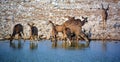 Animal at a water point in Etosha National Park Royalty Free Stock Photo