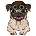 Pug. Cute animal portrait. Dog head. Aviator flying leather helmet with googles.