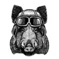 Animal wearing aviator helmet with glasses. Vector picture. Aper, boar, hog, wild boaraper, boar, hog, wild boar Hand Royalty Free Stock Photo