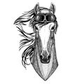 Animal wearing aviator helmet with glasses. Vector picture. Horse, hoss, knight, steed, courser Hand drawn image for